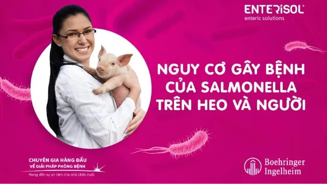 NGUY CƠ GÂY BỆNH CỦA SALMONELLA TRÊN HEO VÀ NGƯỜI