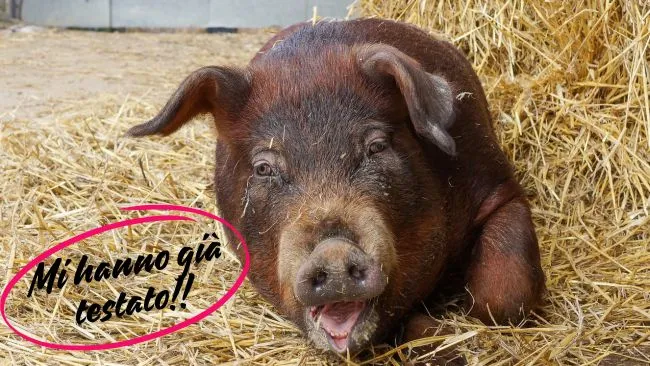 Disponibile Verro Duroc negativo PRRS di alto valore genetico e morfol...