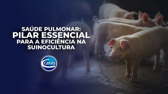 Investimento na sanidade é essencial para a competitividade da produção suína