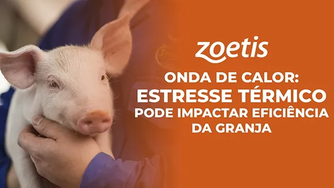 Desafio para os suinocultores!