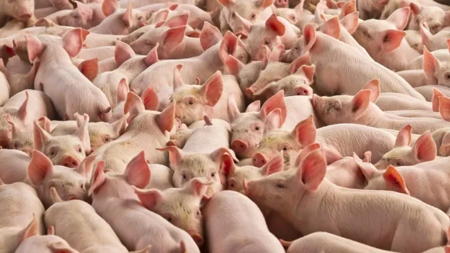 Wrzody żołądka u tuczników - narastające wyzwanie w intensywnej produkcji