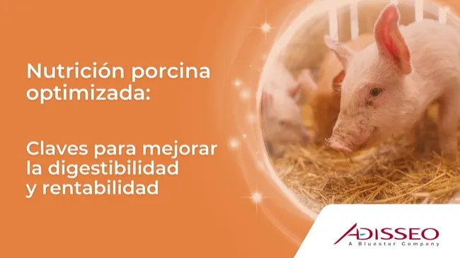 Estrategias eficaces para aprovechar mejor los ingredientes ricos en fibra en la producción porcina