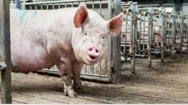 Danish Genetics Enhances Sow Welfare with AI and Camera Technology