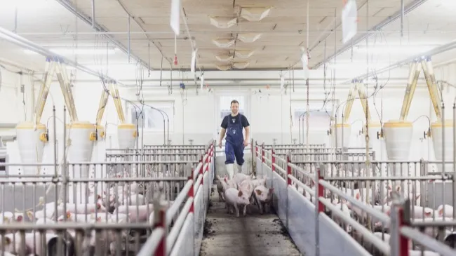 Strengthening Genetic Excellence: Hypor and Danish Genetics Merge to Form a Strategic Alliance
