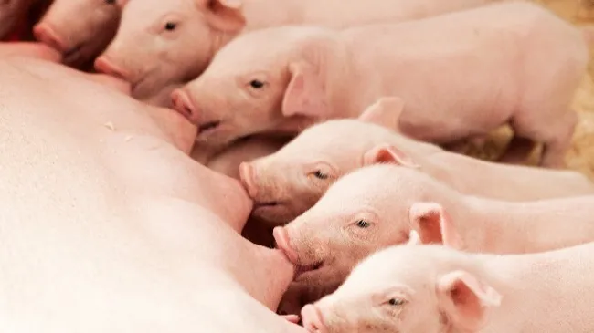 Merger of Hypor and Danish Genetics Officially Closed