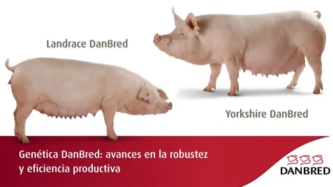 DanBred refuerza su objetivo de cría con un nuevo rasgo de robustez