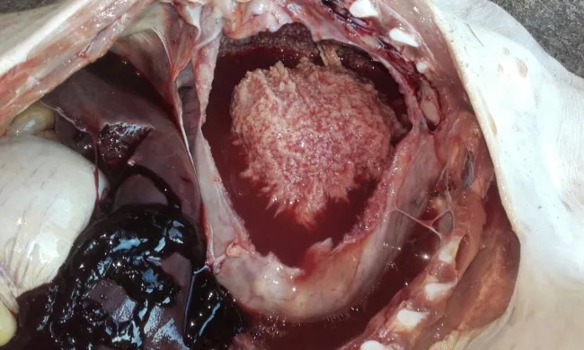 Haemophilus parasuis ( Glasser’s Disease )!
