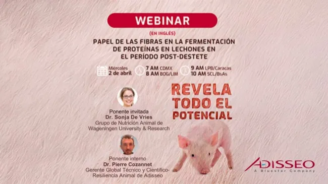 Webinar global Adisseo: Impacto de la fibra en la producción porcina