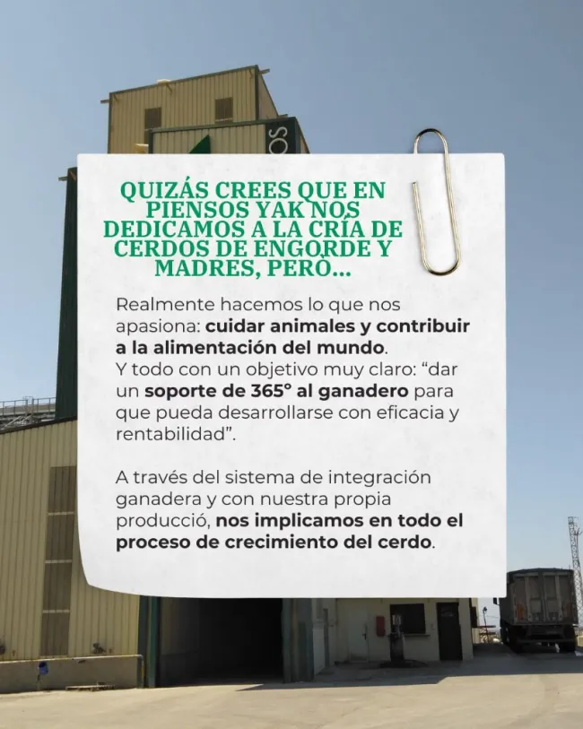 Quizá crees que en Pinsos YAK nos dedicamos a la cría de cerdos de e...