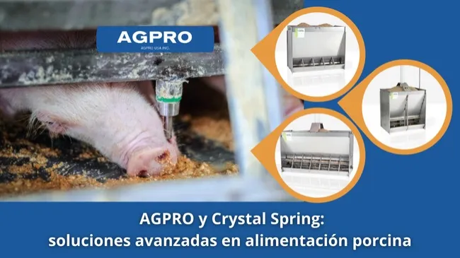 Tecnología en comederos para una alimentación porcina eficiente