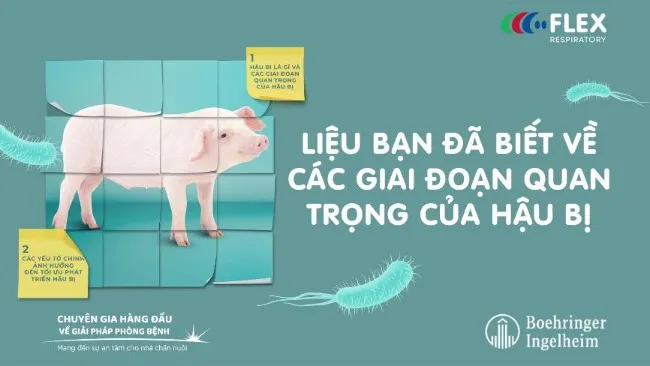 CÁC GIAI ĐOẠN QUAN TRỌNG CỦA HẬU BỊ [Tập 1 - Serie CẨM NANG CHĂM SÓC HẬU BỊ]