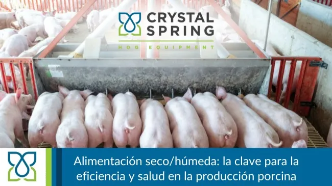 Alimentación seco/húmeda en la producción porcina: eficiencia, salud y sostenibilidad