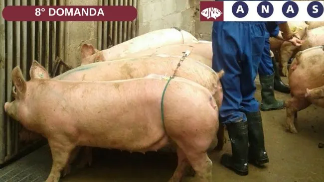 Risposta all''8° domanda: nessuna segnalazione di problemi di manifes...