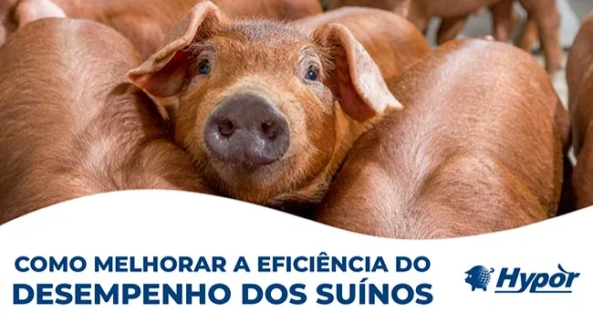 Informações e estratégias para impulsionar o avanço dos padrões da suinocultura