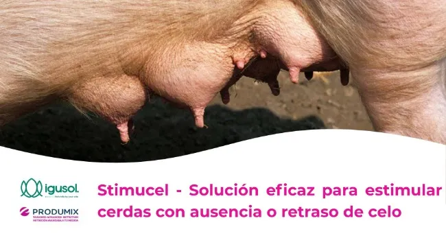 Stimucel - Solución eficaz para estimular cerdas con ausencia o retraso de celo