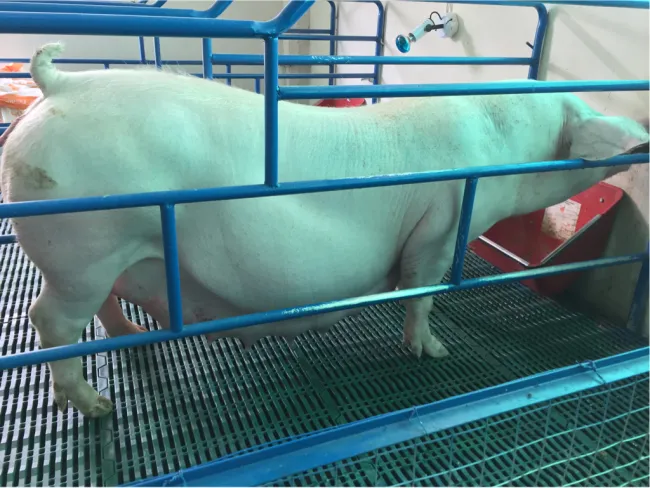BIGPIG, Granja “San Alfonso” Ecuador, La Mana , Pucayacu 