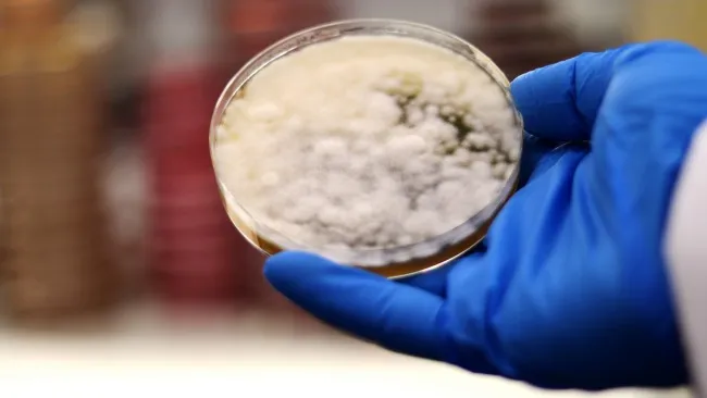 Micotoxinas: Los recaudadores de impuestos