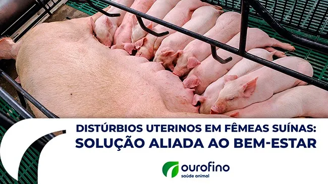 Endometrite e metrite em matrizes suínas: abordagem integrada e preventiva