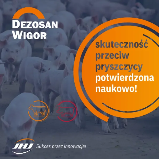 Pryszczyca u świń? Tak – i to bardzo poważne. Trzoda jest wyjątk...