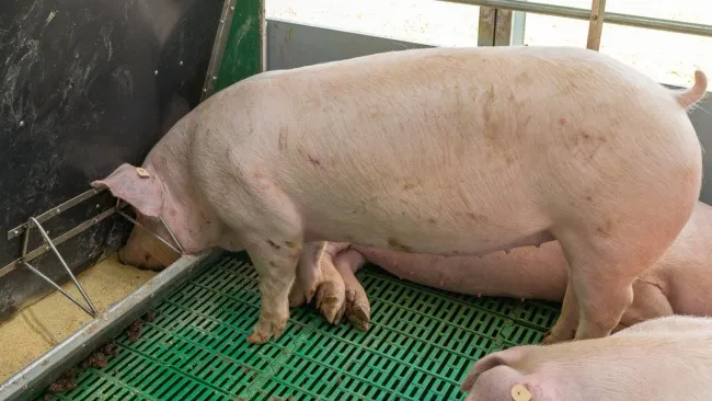 What is in a mycotoxin binder, more than just "dirt": the science behind mycotoxin binders for pigs
