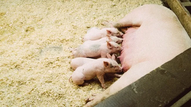 Benefits of Saccharomyces cerevisiae var. boulardii on Sow Body Condition and Reproductive Performance During Heat Stress Periods