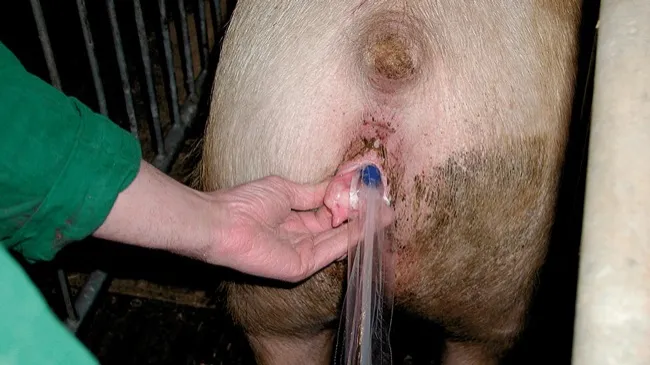 Inseminación post-cervical en cerdas