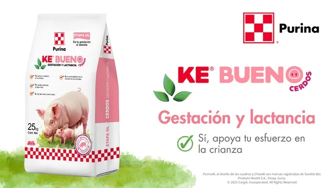 Ke Bueno: Nutrición de calidad para cerdas en gestación y lactancia