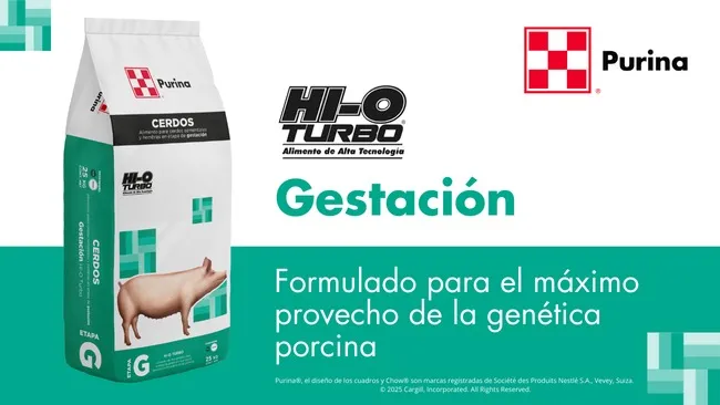 Hi-O Turbo: Nutrición óptima para cerdas en gestación