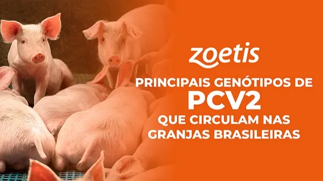 Descubra os genótipos de PCV2 que circulam na fase de creche e terminação nos rebanhos brasileiros