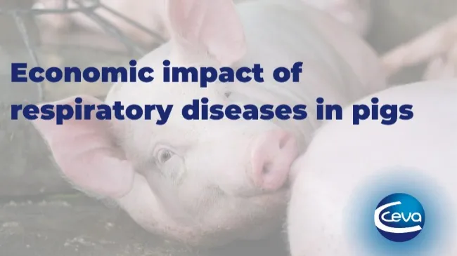 Economic impact of respiratory diseases in pigs