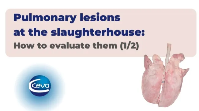 Pulmonary lesions at the slaughterhouse: how to evaluate them (1/2)