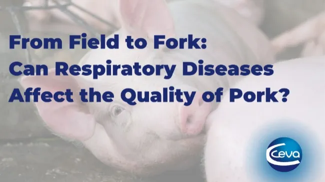 From Field to Fork: Can Respiratory Diseases Affect the Quality of Pork?