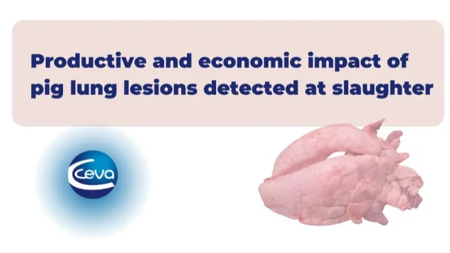 Productive and economic impact of pig lung lesions detected at slaughter