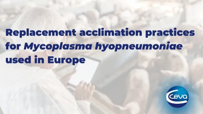 Replacement acclimation practices for Mycoplasma hyopneumoniae used in Europe