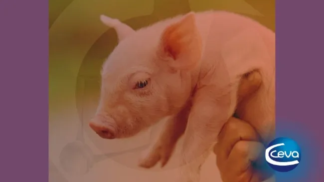 Novedades en la prevención de la coccidiosis y la anemia ferropénica porcinas: un único manejo, un único tratamiento