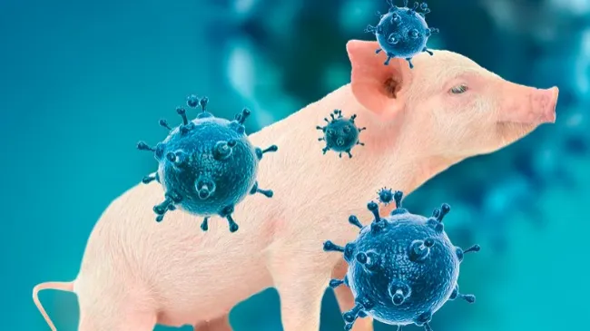 Evolución del virus de la influenza porcina en Europa y España durante los últimos 5 años