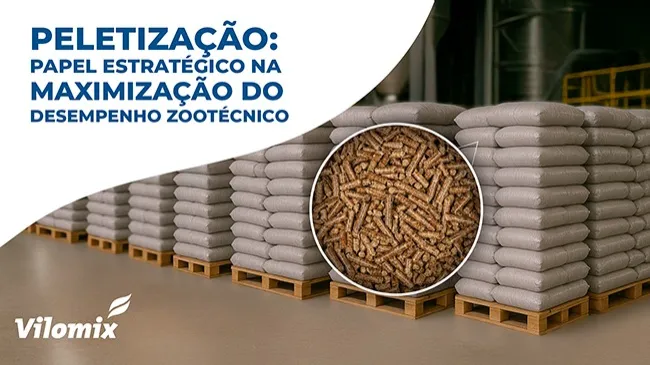 Peletização: Benefícios no desempenho de leitões