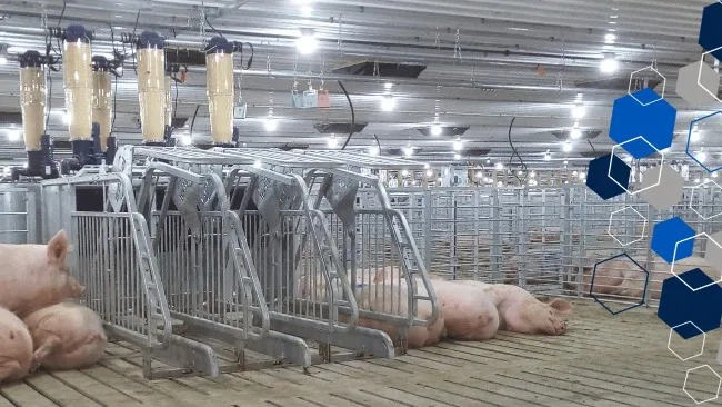 How to Select a Feeding System for Gestating Sows in Group?