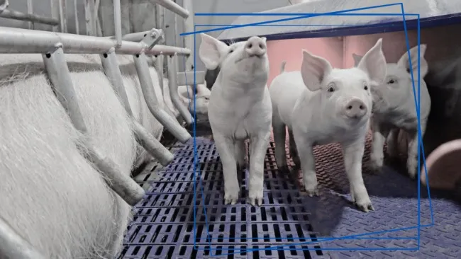 Successful Farrowing Management: From Pigs to People