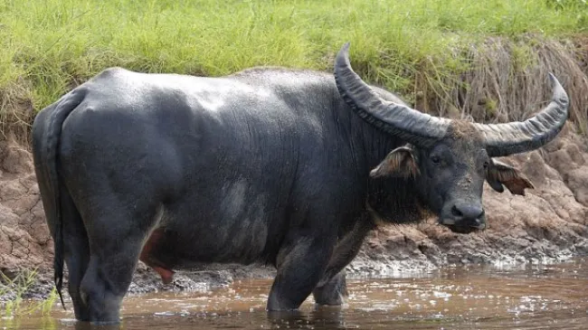 Ajuda da UE às explorações agrícolas afectadas pela Febre Aftosa e...