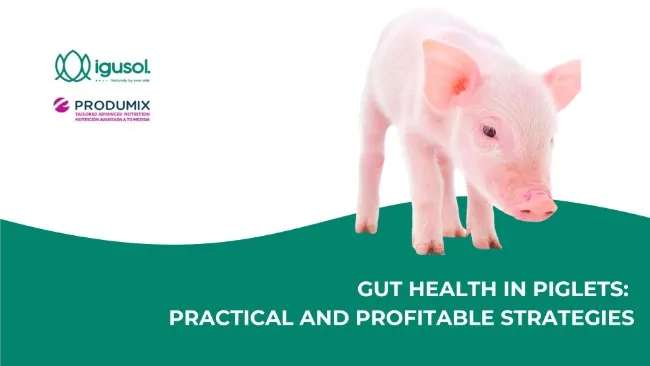 GUT HEALTH IN PIGLETS: PRACTICAL AND PROFITABLE STRATEGIES