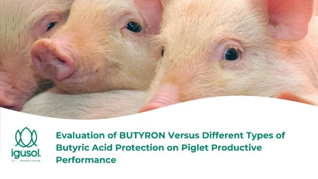 Evaluation of BUTYRON Versus Different Types of Butyric Acid Protection on Piglet Productive Performance