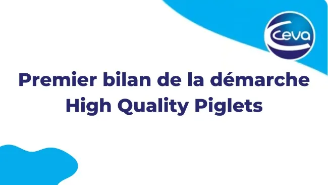 Premier bilan de la démarche High Quality Piglets