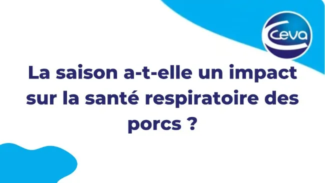 La saison a-t-elle un impact sur la santé respiratoire des porcs ?