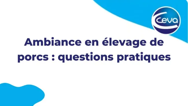 Ambiance en élevage de porcs : questions pratiques