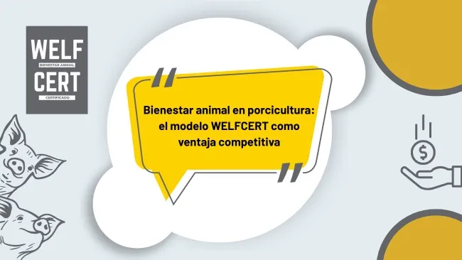 Bienestar animal: un factor clave para una producción porcina ética, rentable y sostenible