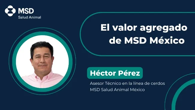 Más que productos, soluciones: el papel clave del diagnóstico y manejo en cerdos para MSD Salud Animal México