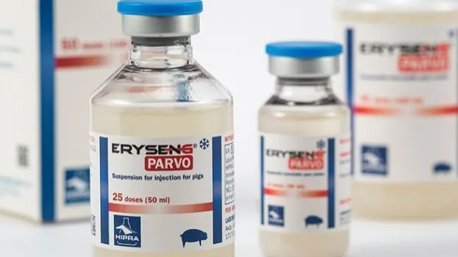 HIPRA presenta en Canadá ERYSENG® PARVO, una nueva vacuna para reproductoras