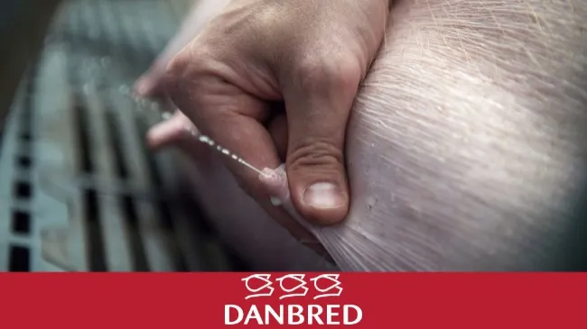DanBred selecciona hacia la Robustez: Ganancia de Peso de la Camada