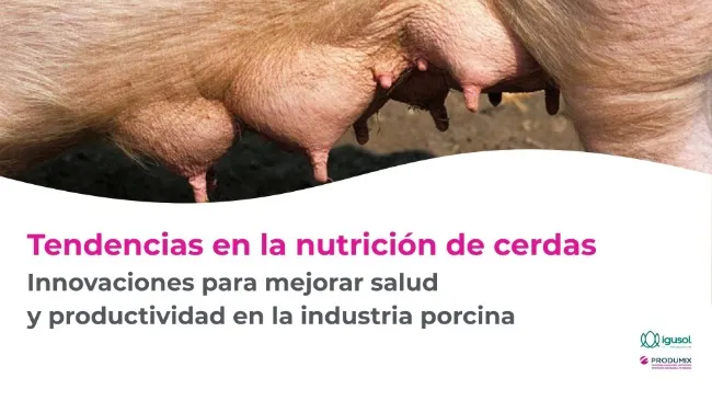 Tendencias en la nutrición de cerdas - Innovaciones para mejorar salud y productividad en la industria porcina